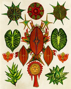 Komplexe Naturillustration
