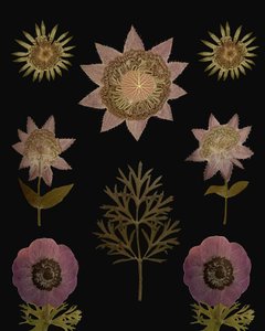 Vintage Gepresste Botanicals von giovanna nicolo
