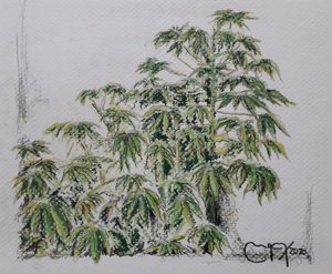 Yuca-Pflanze von miguelmendez_art.ve