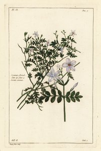 Echter Jasmin, Jasminum officinale, Linn