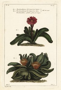 Elchhornpflanze, Rhombophyllum dolabriforme (Hackblattige Feigenmargerite, Mesembryanthemum dolabriforme) von the Younger Dupin