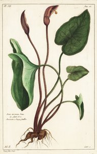 Mönchskutte oder Larus, Arisarum vulgare von the Younger Dupin