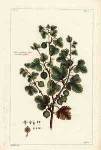 Stachelbeere, Ribes grossularia