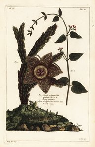 Seesternpflanze, Orbea variegata und weiße Schwalbenwurz, Vincetoxicum hirundinaria von the Younger Dupin