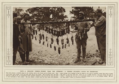 Ratten, eine größere Schützengraben-Plage als die Deutschen! Ein Fang eines französischen Soldaten zur Ausstellung (s/w Foto) von (after) English photographer
