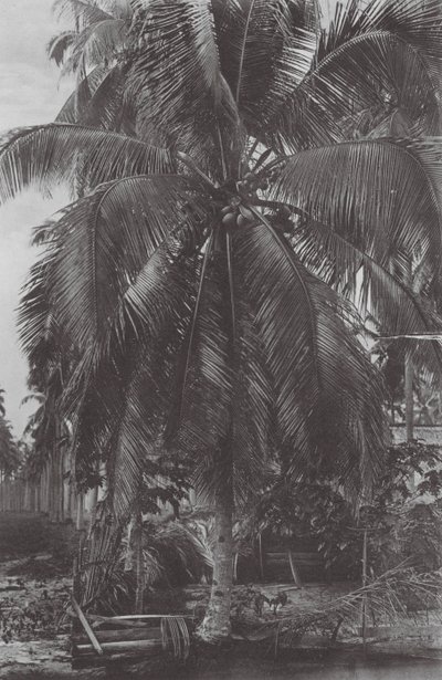 Singapur: Kokosnussbaum von (after) English photographer