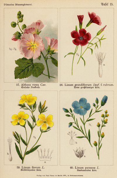 Stockrose, Großblütiger Lein, Gelber Lein, Ausdauernder Lein von (after) German School