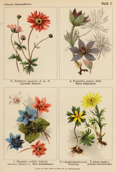 Anemone Japonica, Pulsatilla Patens, Hepatica Nobilis, Eranthis Hiemalis, Adonis Vernalis von (after) German School