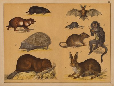 Tiere von (after) German School
