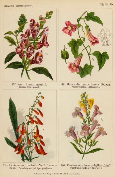 Antirrhinum Majus, Maurandia Semperflorens, Pentastemon Barbatus, Pentastemon Heterophyllus von (after) German School