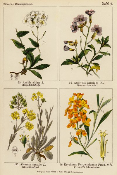 Arabis Alpina, Aubrietia Deltoidea, Alyssum Saxatile, Erysimum Perowskianum (Farblithografie) von (after) German School