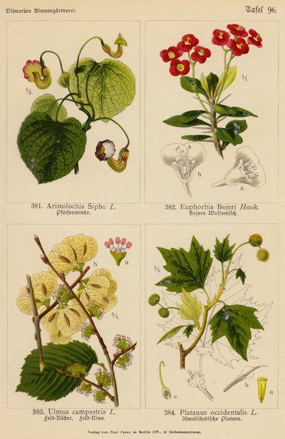 Aristolochia Sipho, Euphorbia Bojeri, Ulmus Campestris, Platanus Occidentalis (Farblithografie) von (after) German School