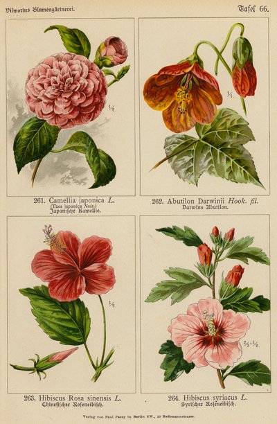 Camellia Japonica, Abutilon Darwinii, Hibiscus Rosa Sinensis, Hibiscus Syriacus von (after) German School
