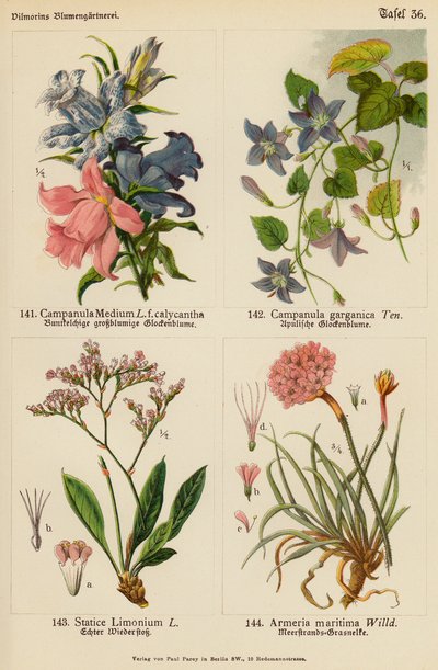 Campanula Medium, Campanula Garganica, Statice Limonium, Armeria Maritima von (after) German School