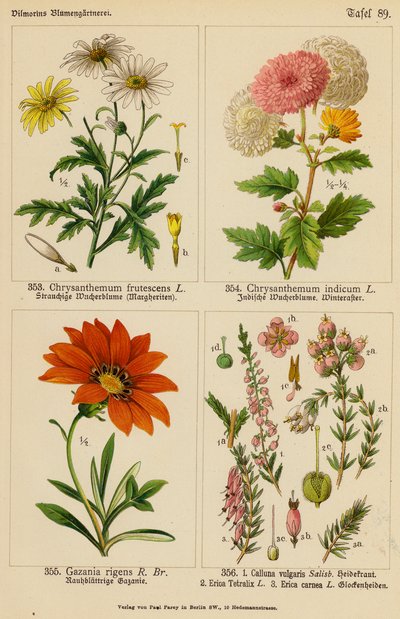 Chrysanthemum Frutescens, Chrysanthemum Indicum, Gazania Rigens, Calluna Vulgaris, Erica Tetralix, Erica Carnea von (after) German School