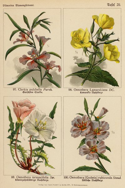 Clarkia Pulchella, Oenothera Lamarckiana, Oenothera Taraxacifolia, Oenothera (Godetia) Rubicunda von (after) German School