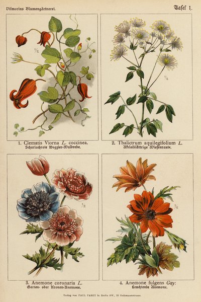 Clematis Viorna, Thalictrum Aquilegifolium, Anemone Coronaria, Anemone Fulgens von (after) German School