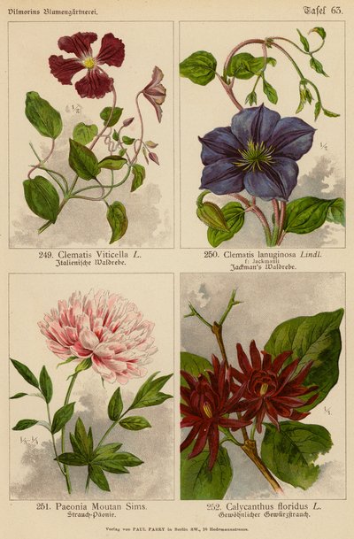 Clematis Viticella, Clematis Lanuginosa, Paeonia Moutan Sims, Calycanthus Floridus von (after) German School