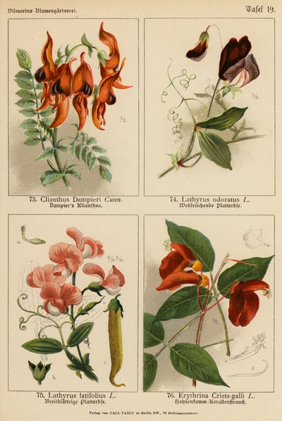 Clianthus Dampieri, Lathyrus Odoratus, Lathyrus Latifolius, Erythrina Crista-galli von (after) German School