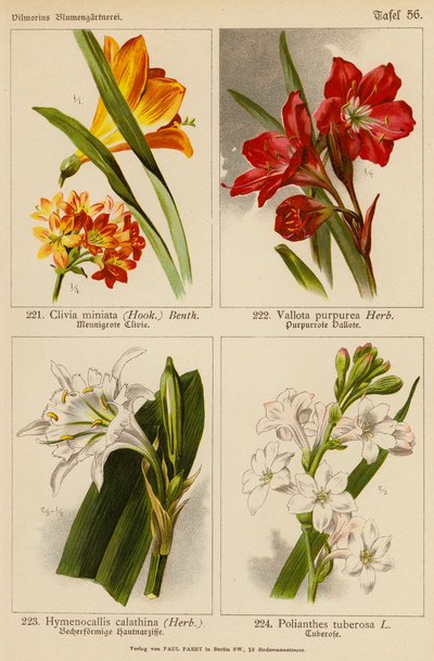 Clivia Miniata, Vallota Purpurea, Hymenocallis Calathina, Polianthes Tuberosa von (after) German School
