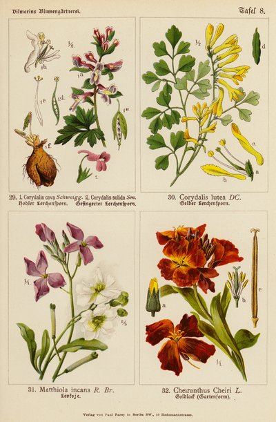 Corydalis Cava, Corydalis Solida, Corydalis Lutea, Matthiola Incana, Cheiranthus Cheiri von (after) German School