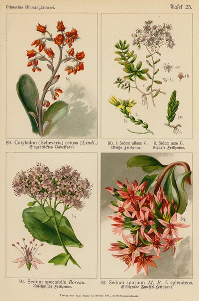 Cotyledon (Echeveria) Retusa, Sedum Album, Sedum Acre, Sedum Spectabile, Sedum Spurium von (after) German School