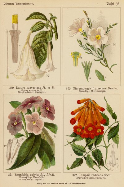 Datura Suaveolens, Nierembergia Frutescens, Brunfelsia Eximia, Campsis Radicans von (after) German School