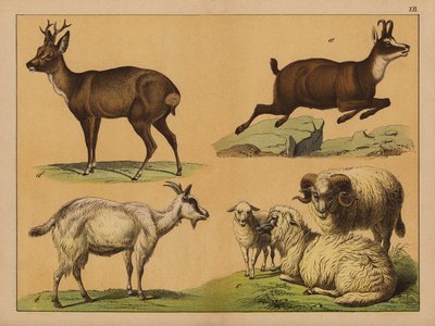Hirsche, Schafe und Ziegen von (after) German School