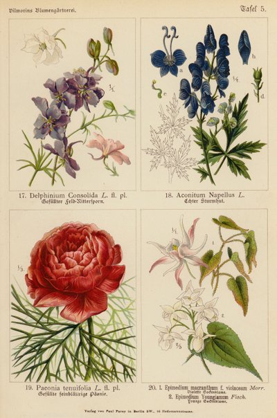 Delphinium Consolida, Aconitum Napellus, Paeonia Tenuifolia, Epimedium Macranthum F Violaceum, Epimedium Youngianum von (after) German School