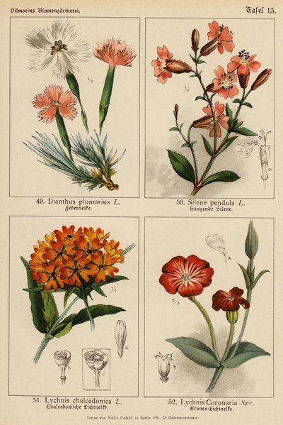 Dianthus Plumarius, Silene Pendula, Lychnis Chalcedonica, Lychnis Coronaria von (after) German School
