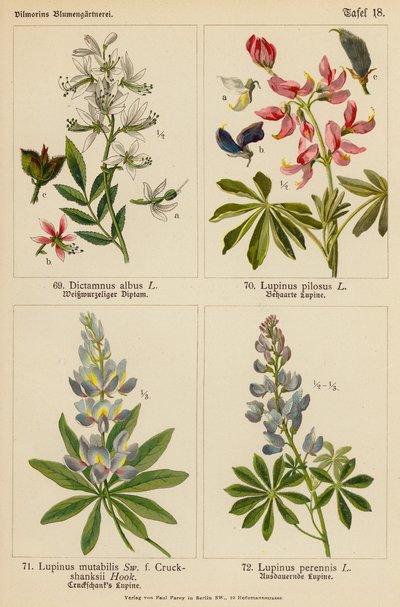 Dictamnus Albus, Lupinus Pilosus, Lupinus Mutabilis, Lupinus Perennis (Farblithografie) von (after) German School