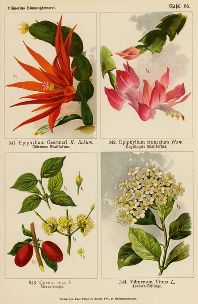 Epiphyllum Gaertneri, Epiphyllum Truncatum, Cornus Mas, Viburnum Tinus (Farblithografie) von (after) German School