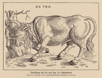 Jagende Auerochsen von (after) German School