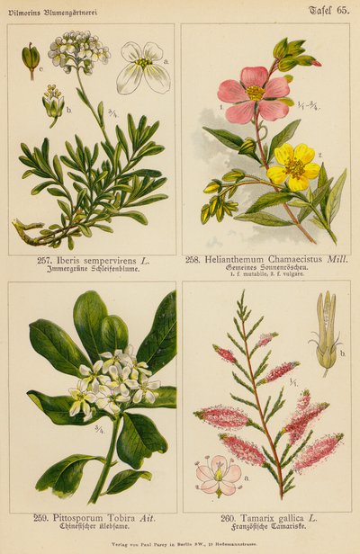 Iberis Sempervirens, Helianthemum Chamaecistus, Pittosporum Tobira, Tamarix Gallica (Farblithografie) von (after) German School