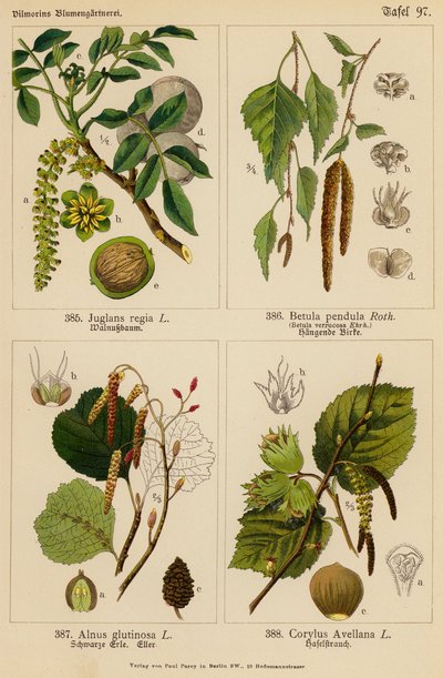 Juglans Regia, Betula Pendula, Alnus Glutinosa, Corylus Avellana von (after) German School