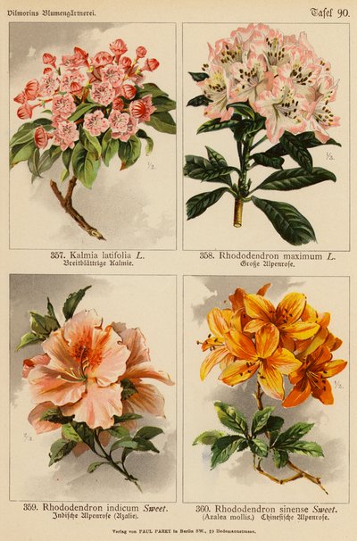 Kalmia Latifolia, Rhododendron Maximum, Rhododendron Indicum, Rhododendron Sinense von (after) German School