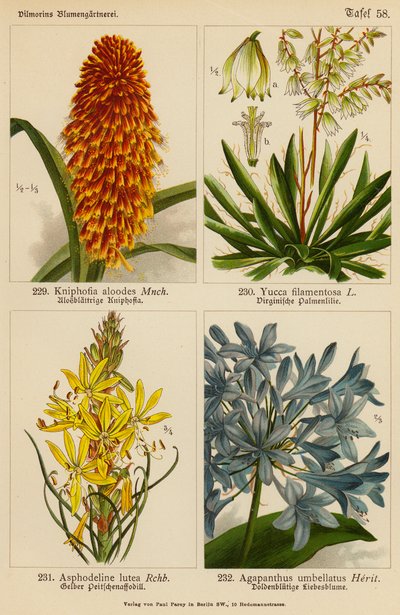 Kniphofia Aloodes, Yucca Filamentosa, Asphodeline Lutea, Agapanthus Umbellatus von (after) German School
