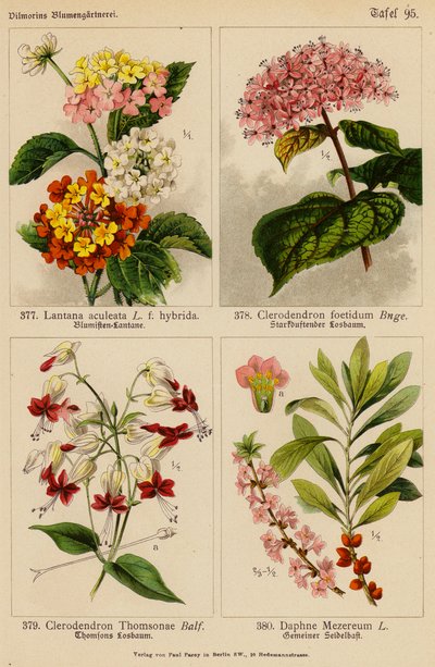 Lantana Aculeata, Clerodendron Foetidum, Clerodendron Thomsonae, Daphne Mezereum von (after) German School