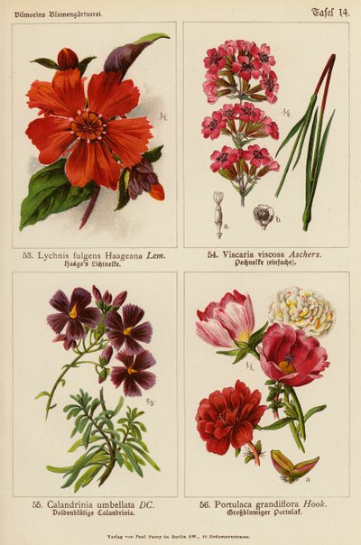 Lychnis Fulgens Haageana, Viscaria Viscosa, Calandrinia Umbellata, Portulaca Grandiflora von (after) German School
