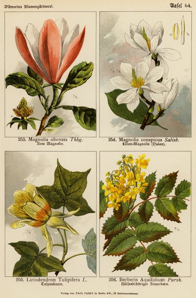 Magnolia Obovata, Magnolia Conspicua, Liriodendron Tulipifera, Berberis Aquifolium von (after) German School