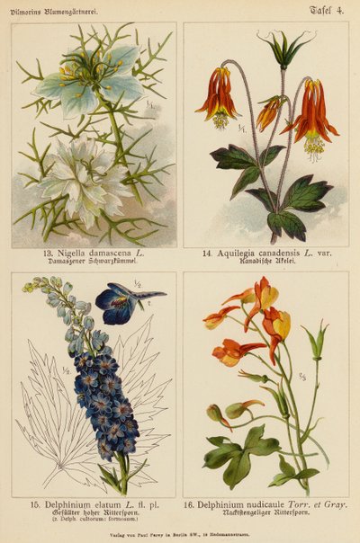 Nigella Damascena, Aquilegia Canadensis, Delphinium Elatum, Delphinium Nudicaule (Farblithografie) von (after) German School