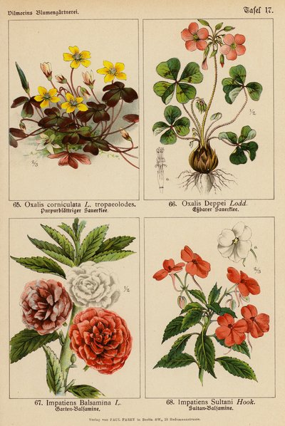 Oxalis Corniculata, Oxalis Deppei, Impatiens Balsamina, Impatiens Sultani von (after) German School