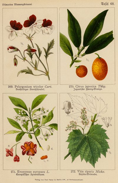 Pelargonium Tricolor, Citrus Japonica, Evonymus Europaea, Vitis Riparia von (after) German School