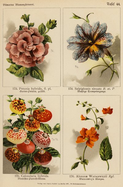 Petunia Hybrida, Salpiglossis Sinuata, Calceolaria Hybrida, Alonzoa Warscewiczii von (after) German School