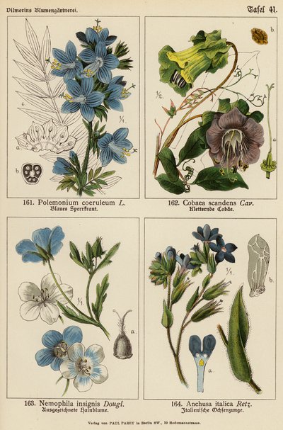 Polemonium Coeruleum, Cobaea Scandens, Nemophila Insignis, Anchusa Italica von (after) German School
