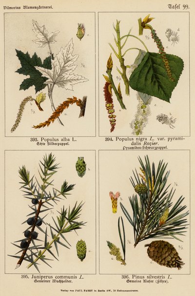 Populus Alba, Populus Nigra, Juniperus Communis, Pinus Silvestris (Farblithografie) von (after) German School