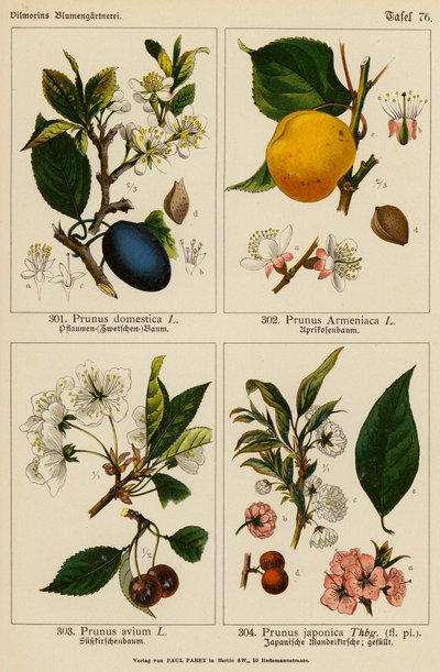 Prunus Domestica, Prunus Armeniaca, Prunus Avium, Prunus Japonica von (after) German School