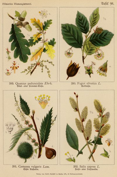 Quercus Pedunculata, Fagus Silvatica, Castanea Vulgaris, Salix Caprea (Farblithografie) von (after) German School