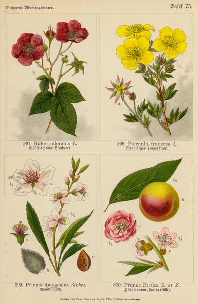 Rubus Odoratus, Potentilla Fruticosa, Prunus Amygdalus, Prunus Persica von (after) German School