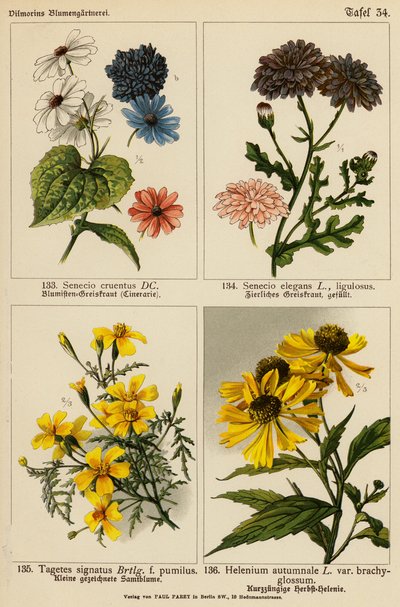 Senecio Cruentus, Senecio Elegans, Tagetes Signatus, Helenium Autumnale von (after) German School